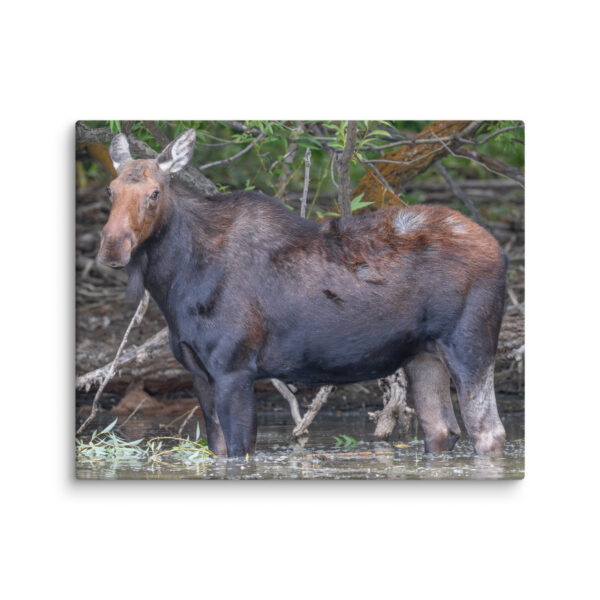 Portrait of a Mama Moose! Canvas - Image 15