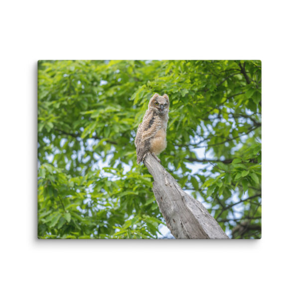 Baby Great horned owl! Canvas - Image 21