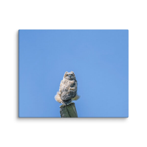 Baby Great horned owl! Canvas - Image 20