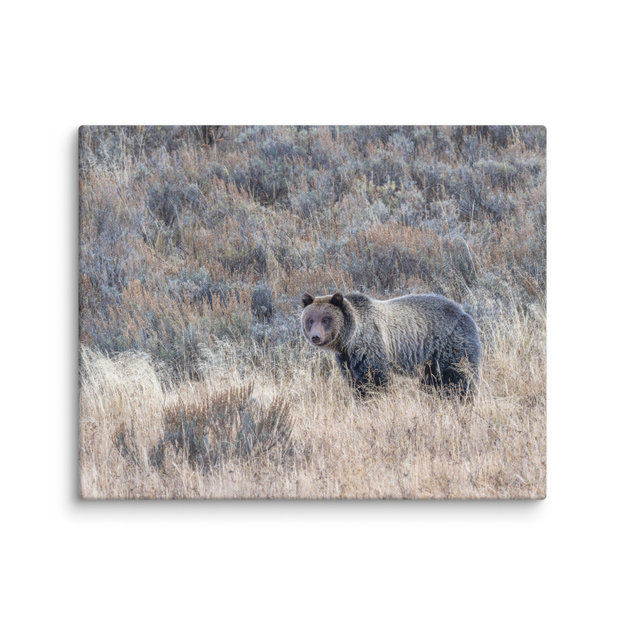 Grizzly bear! Canvas - Image 20