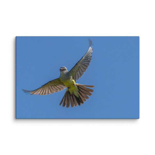 Western Kingbird Hovering Blue Sky! Canvas - Image 22