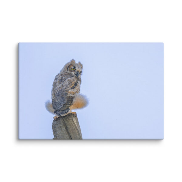 Baby Great Horned Owl! Canvas - Image 22