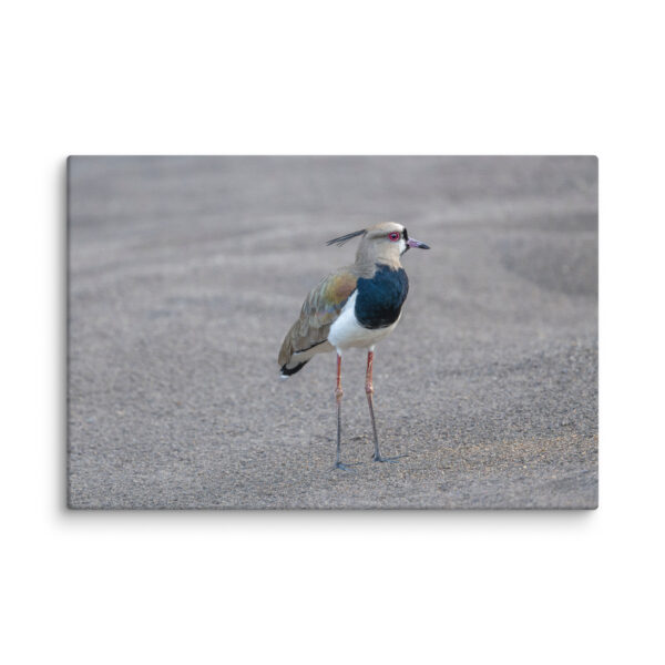 Southern lapwing! Canvas - Image 22