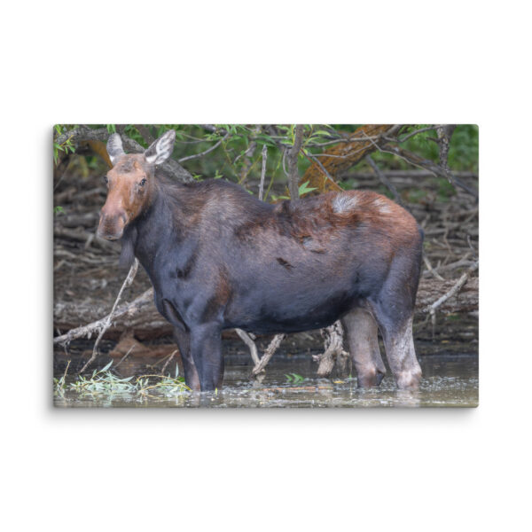 Portrait of a Mama Moose! Canvas - Image 16