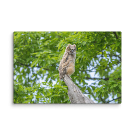 Baby Great horned owl! Canvas