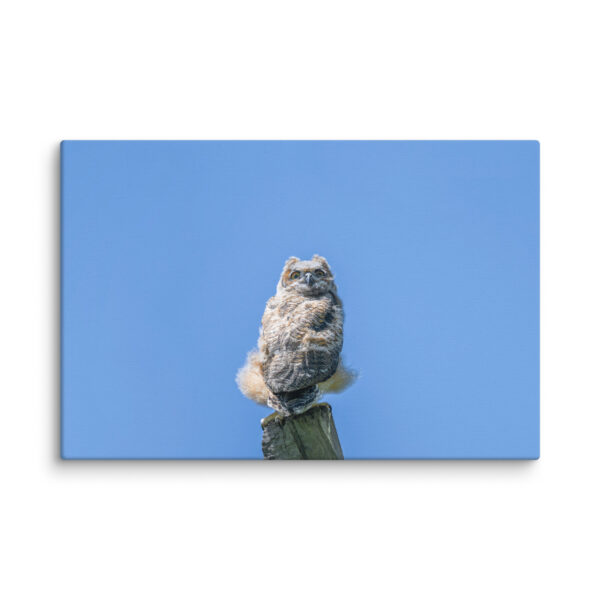 Baby Great horned owl! Canvas - Image 21