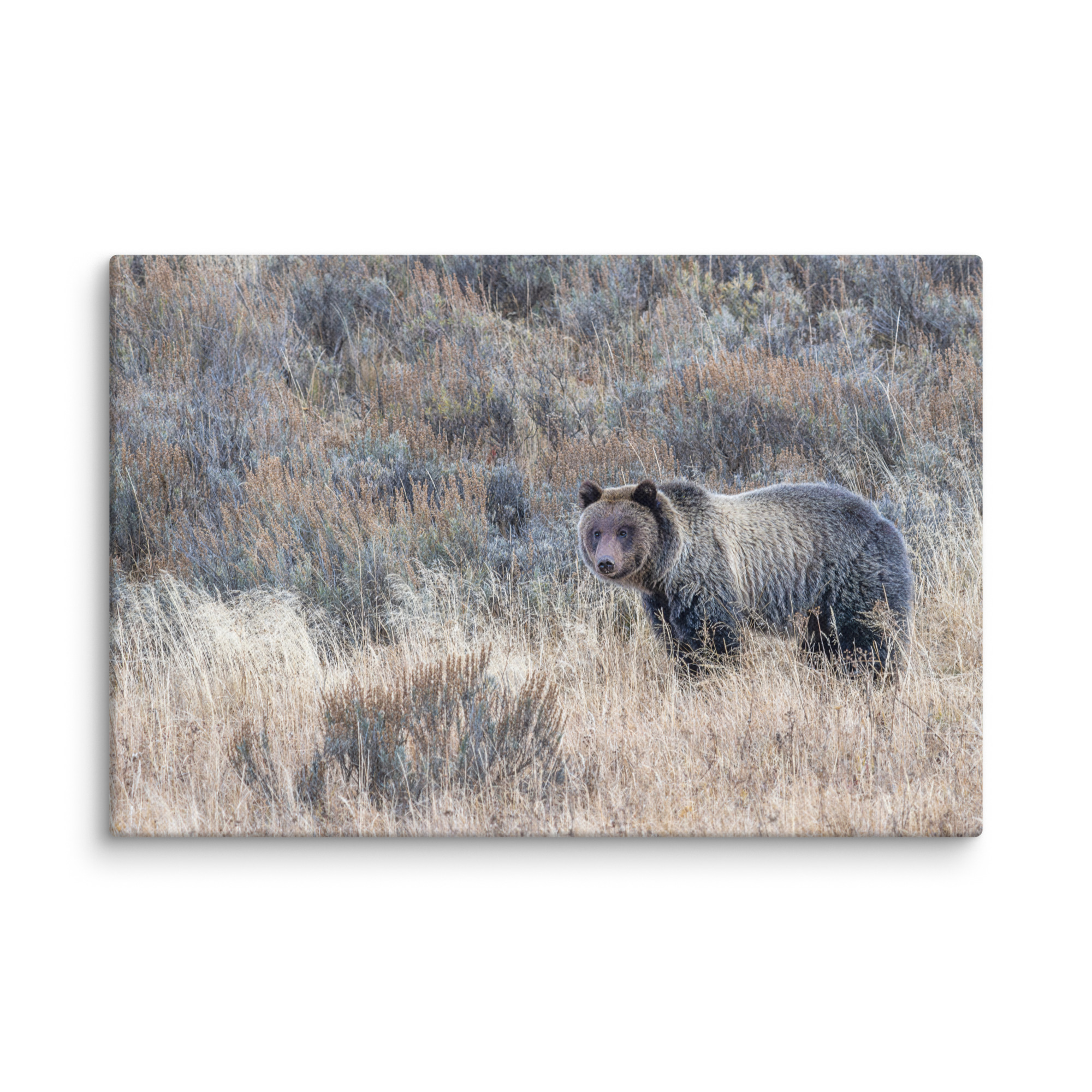 Grizzly bear! Canvas - Image 21