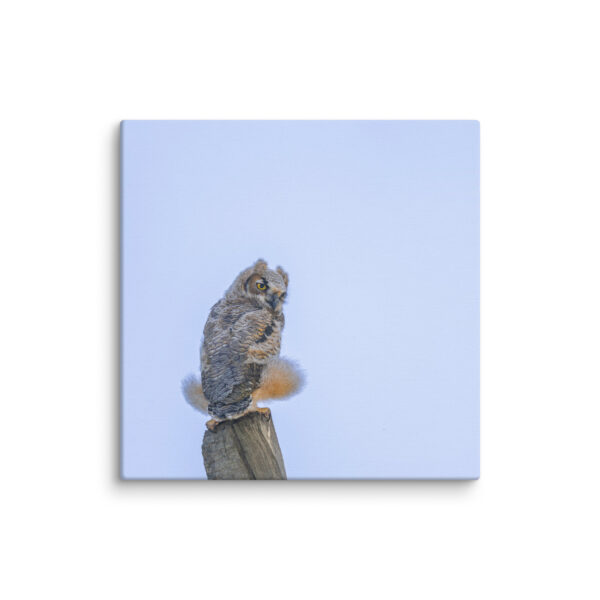 Baby Great Horned Owl! Canvas - Image 23