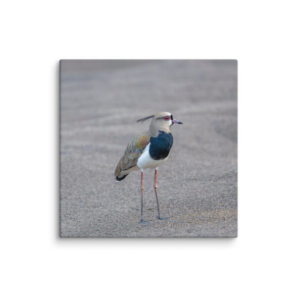 Southern lapwing! Canvas - Image 23