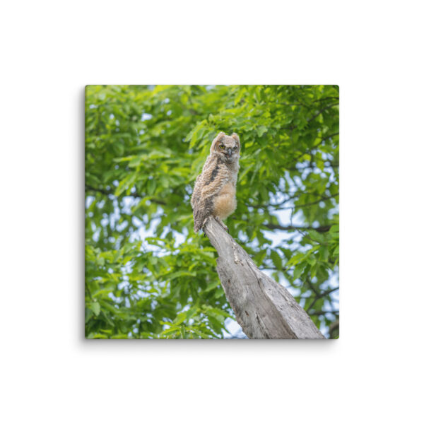 Baby Great horned owl! Canvas - Image 22