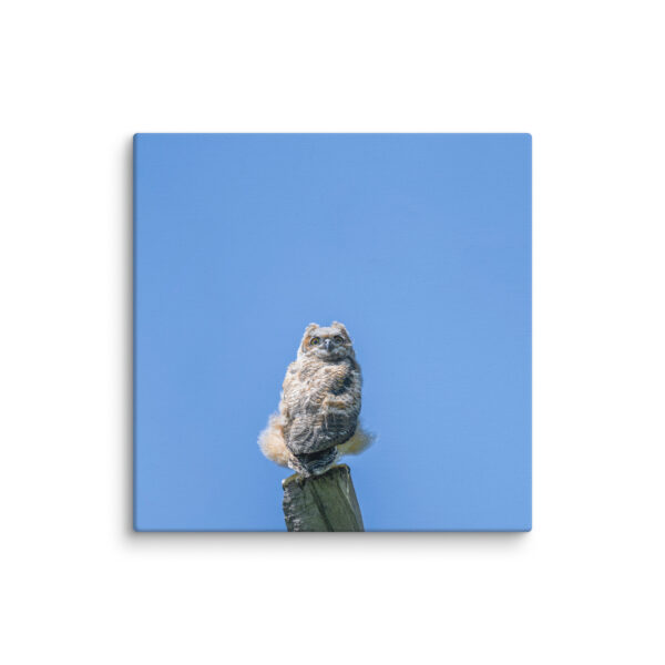 Baby Great horned owl! Canvas - Image 22
