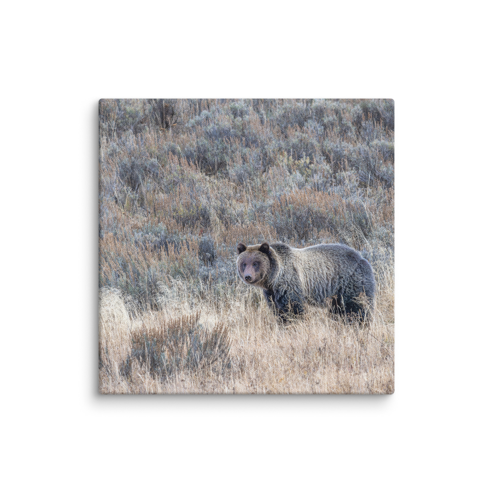 Grizzly bear! Canvas - Image 22