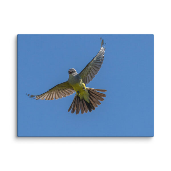 Western Kingbird Hovering Blue Sky! Canvas - Image 24