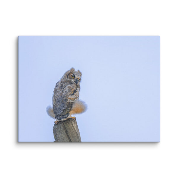 Baby Great Horned Owl! Canvas - Image 24
