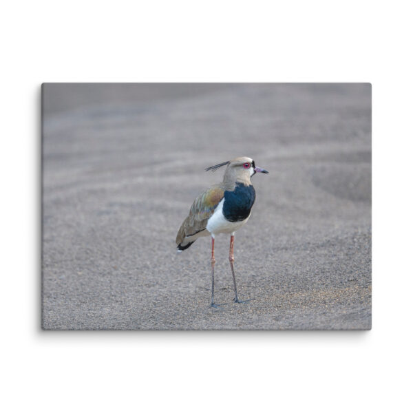 Southern lapwing! Canvas - Image 24