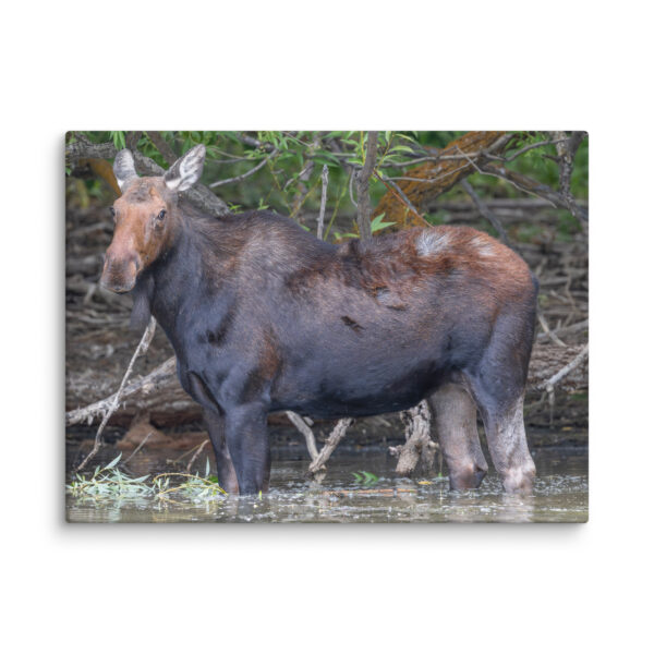 Portrait of a Mama Moose! Canvas - Image 17