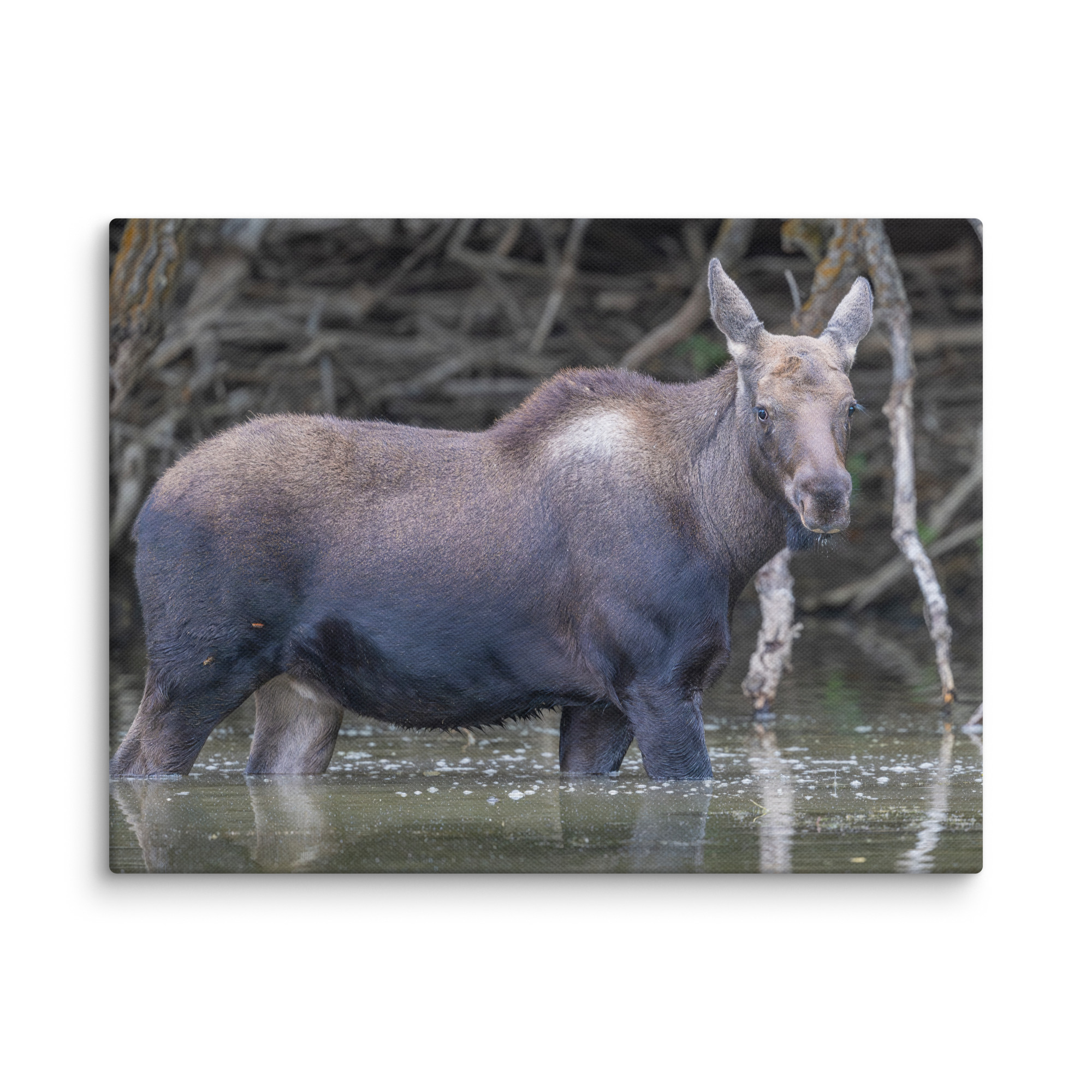 Baby Moose! Canvas - Image 19
