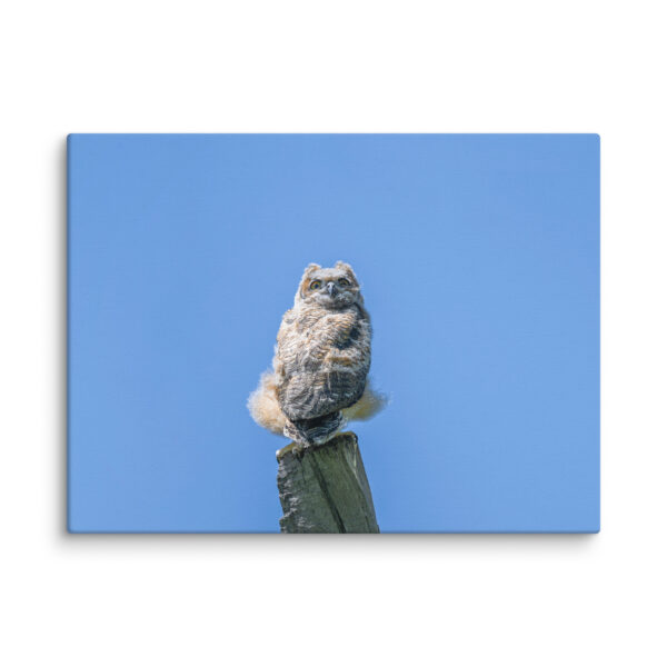 Baby Great horned owl! Canvas - Image 23
