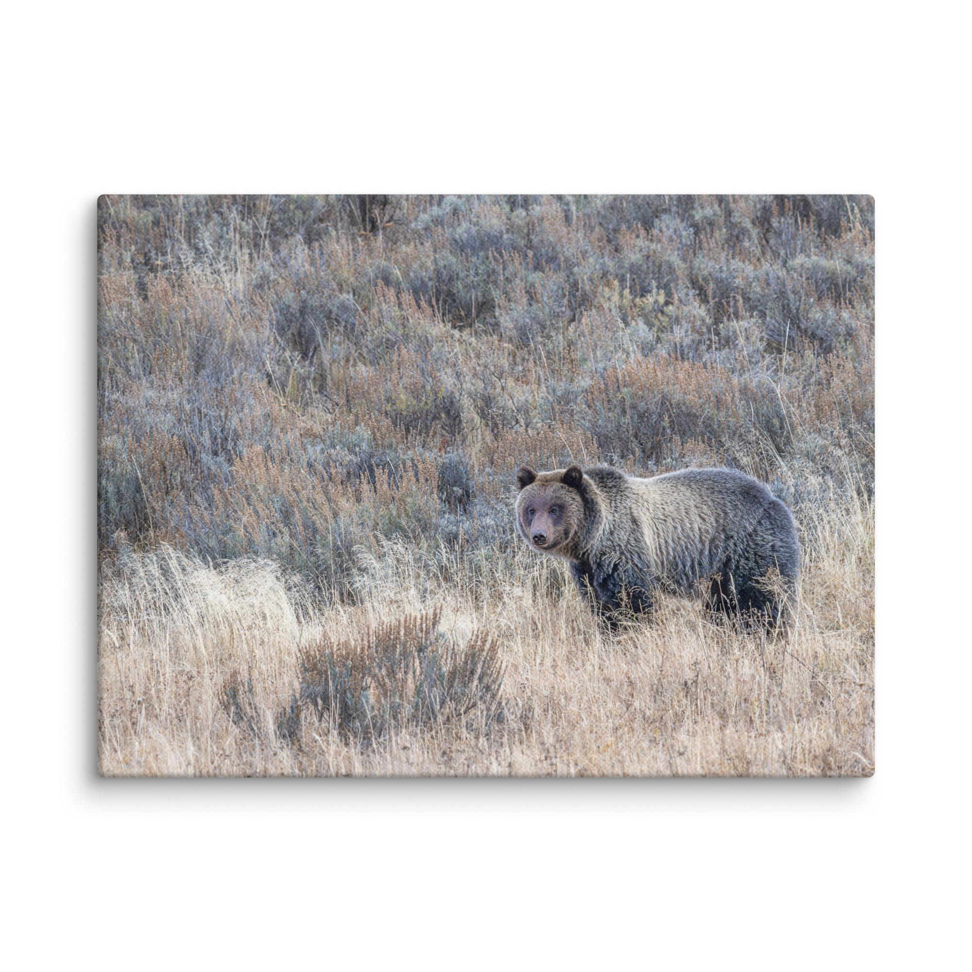 Grizzly bear! Canvas - Image 23
