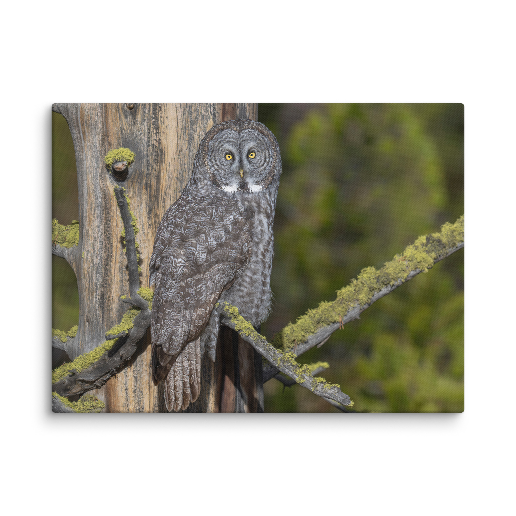 Great Grey Owl Basking in the Sun! Canvas - Image 13