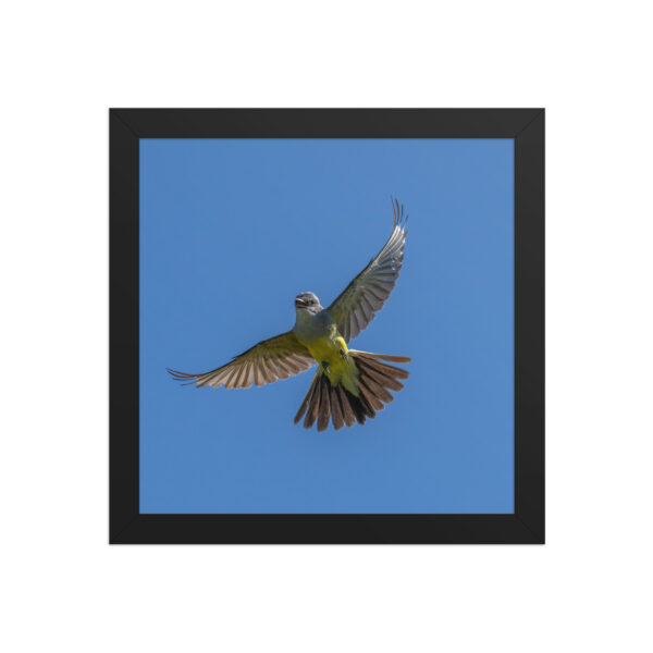 Western Kingbird Hovering Blue Sky! Framed poster - Image 3