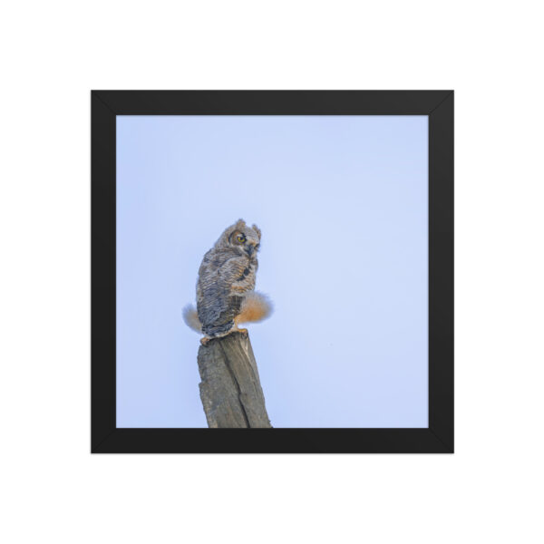 Baby Great Horned Owl! Framed poster Mat - Image 3