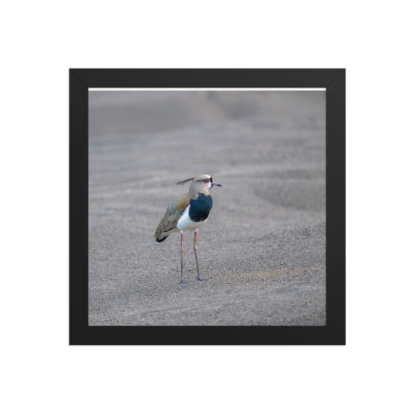 Southern lapwing! Framed poster - Image 3