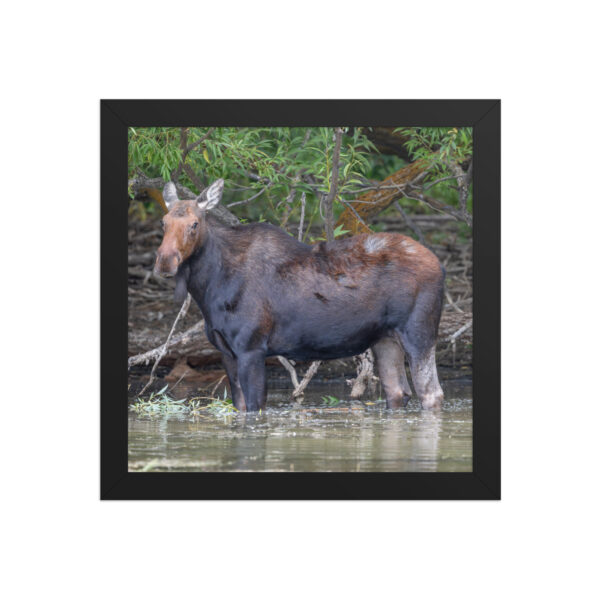 Portrait of a Mama Moose! Framed poster - Image 3