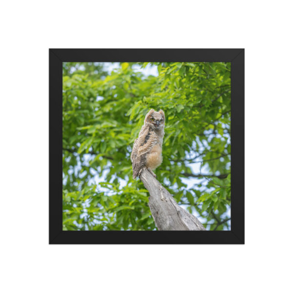 Baby Great horned owl! Framed poster - Image 3