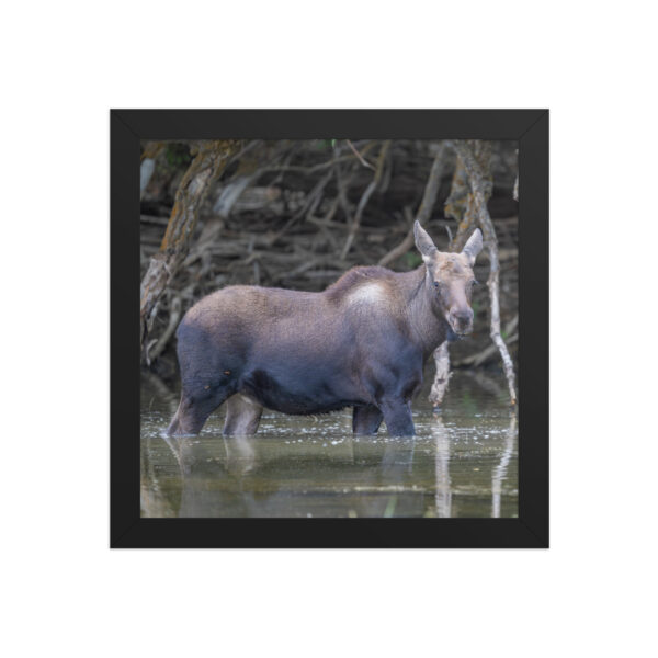 Baby Moose! Framed poster - Image 3