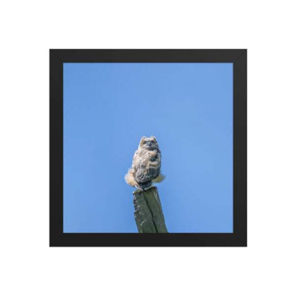 Baby Great horned owl! Framed poster - Image 3