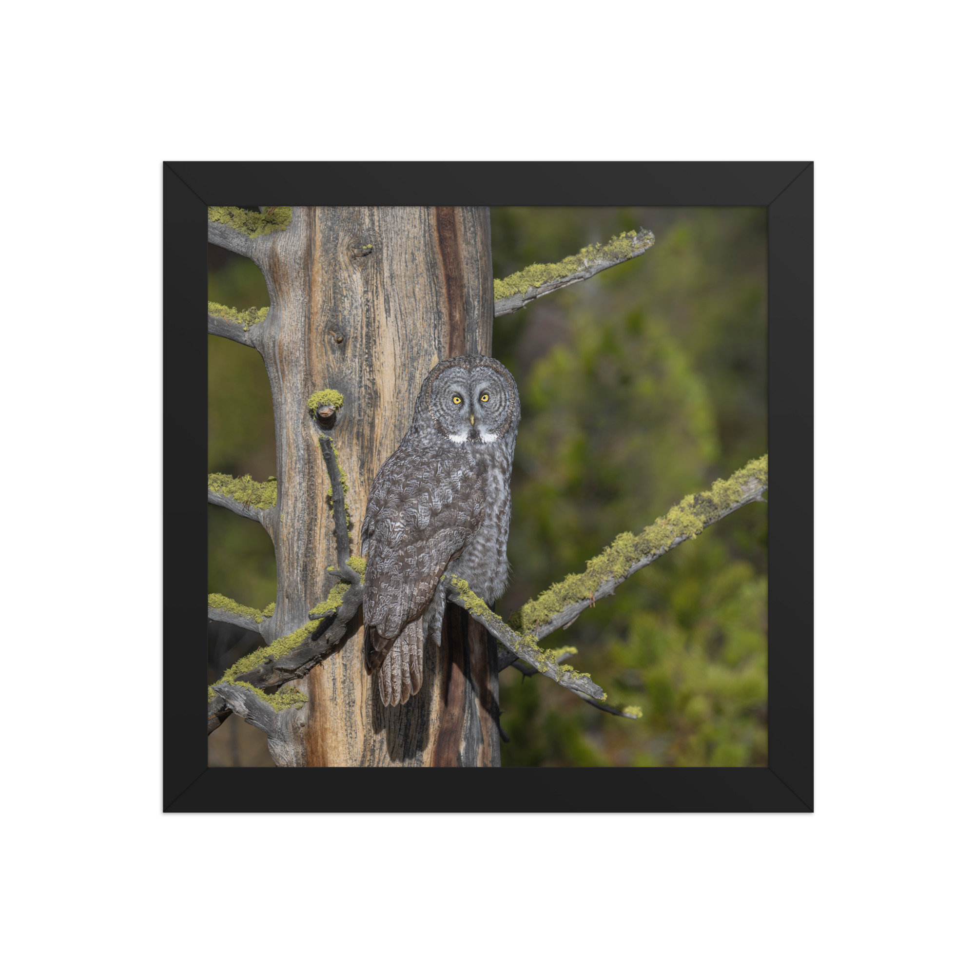 Great Grey Owl Basking in the Sun! Framed poster - Image 3