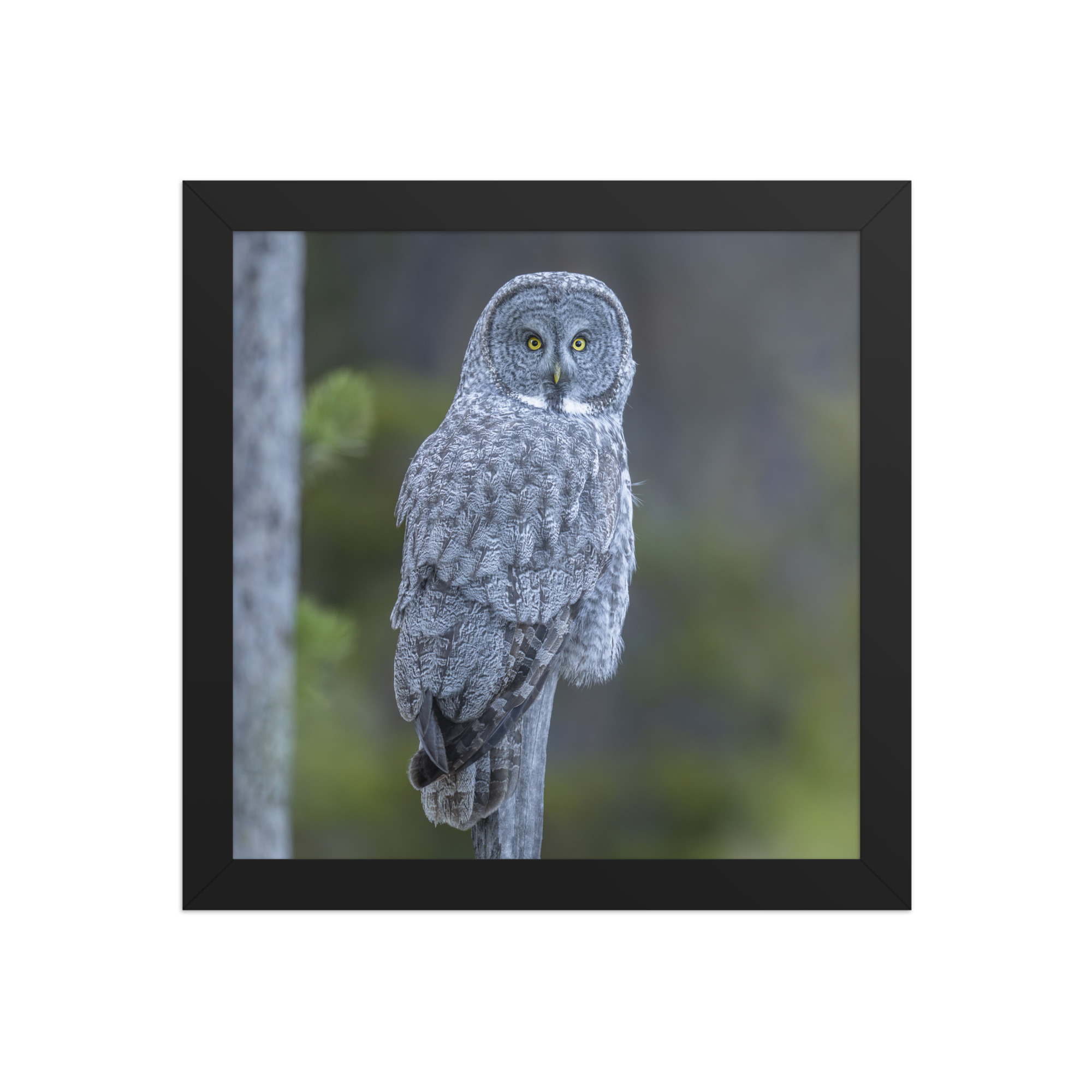 Great Grey Owl! Framed poster - Image 2