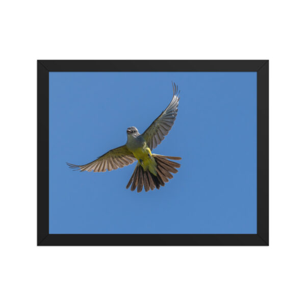 Western Kingbird Hovering Blue Sky! Framed poster - Image 4