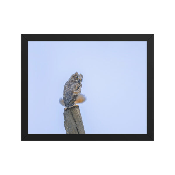 Baby Great Horned Owl! Framed poster Mat - Image 4