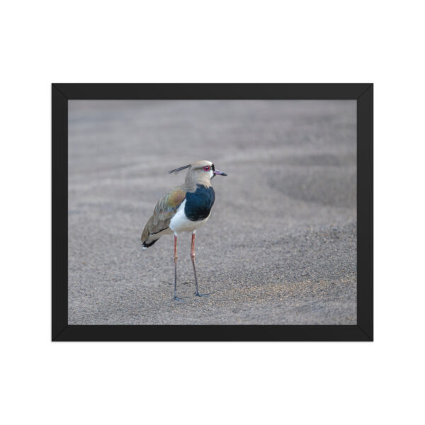 Southern lapwing! Framed poster - Image 4