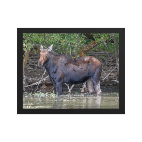 Portrait of a Mama Moose! Framed poster - Image 4