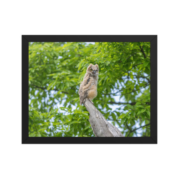 Baby Great horned owl! Framed poster - Image 4