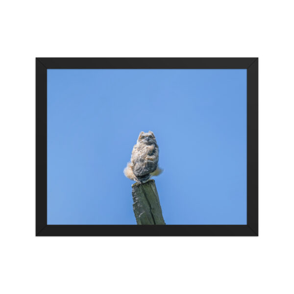 Baby Great horned owl! Framed poster - Image 4