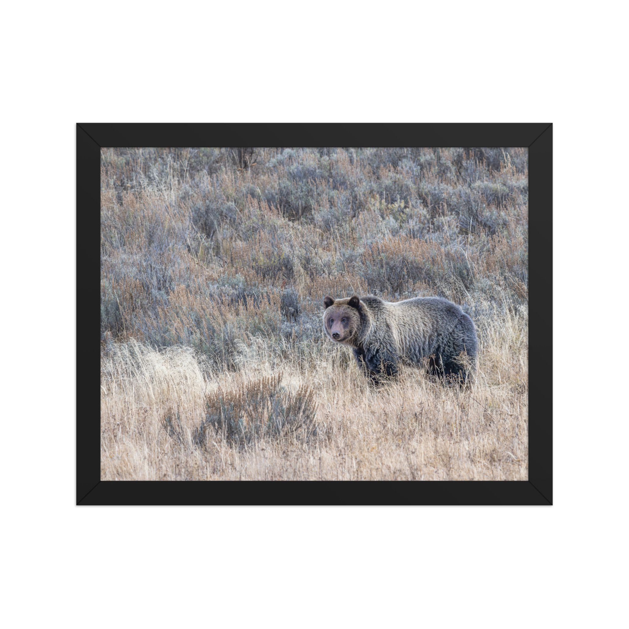 Grizzly bear! Framed poster - Image 4