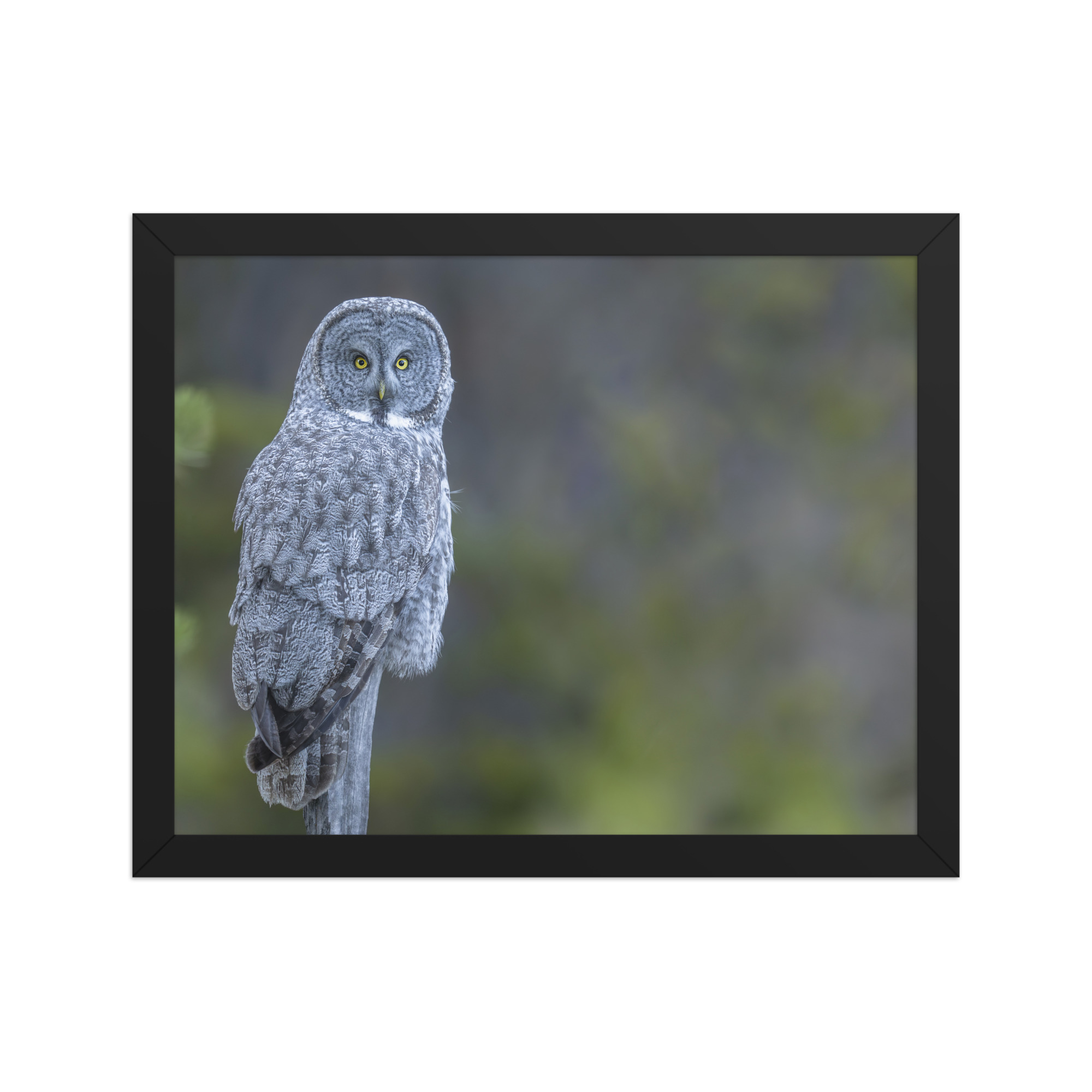 Great Grey Owl! Framed poster - Image 3