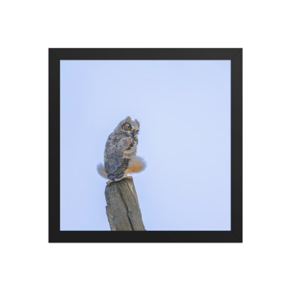 Baby Great Horned Owl! Framed poster Mat - Image 5