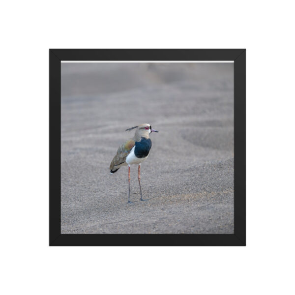 Southern lapwing! Framed poster - Image 5