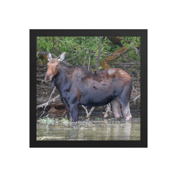 Portrait of a Mama Moose! Framed poster - Image 5