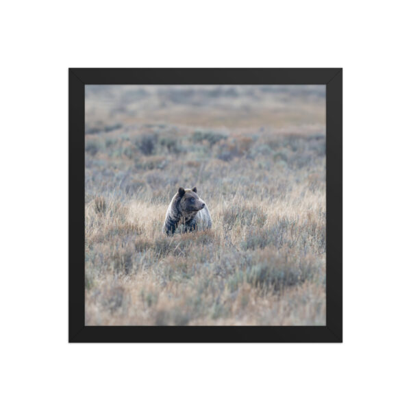 Grizzly bear! Framed poster - Image 5