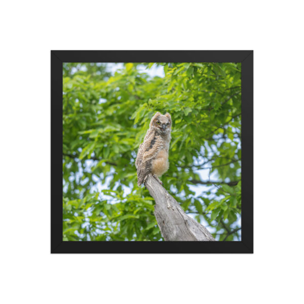Baby Great horned owl! Framed poster - Image 5