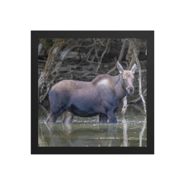 Baby Moose! Framed poster - Image 5