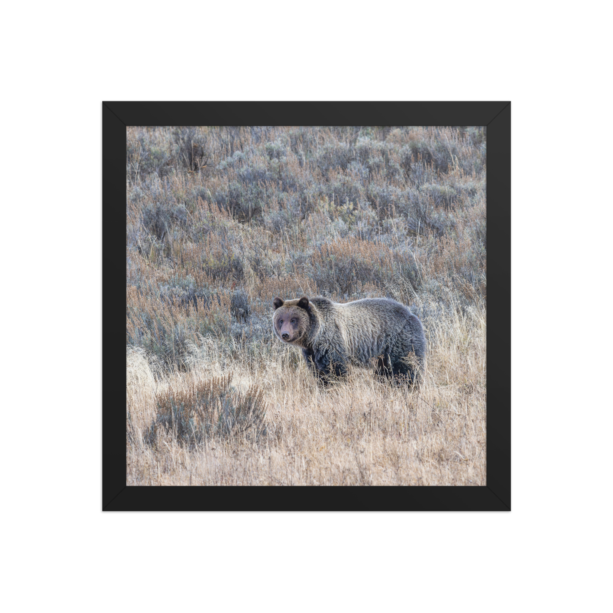 Grizzly bear! Framed poster - Image 5