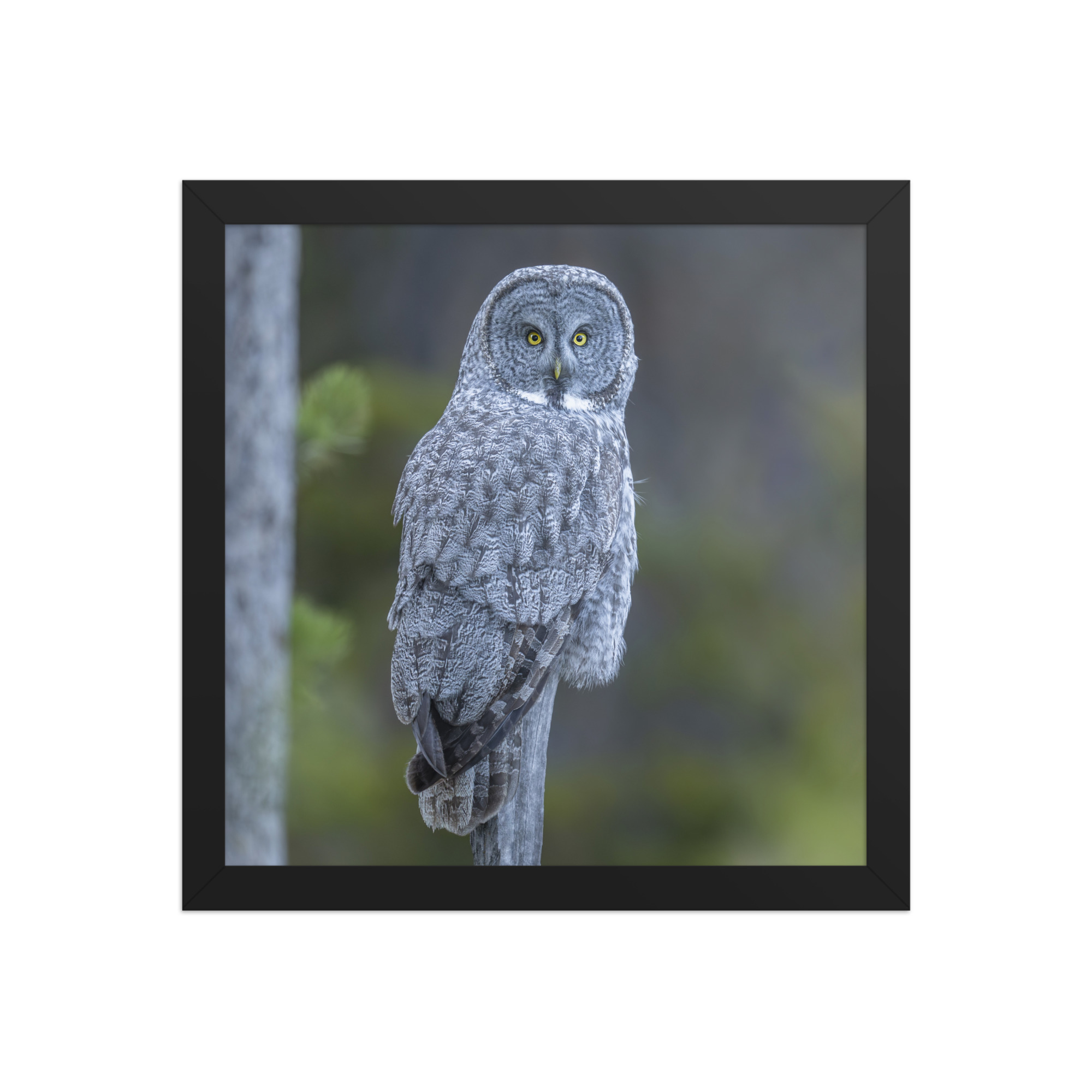 Great Grey Owl! Framed poster - Image 4