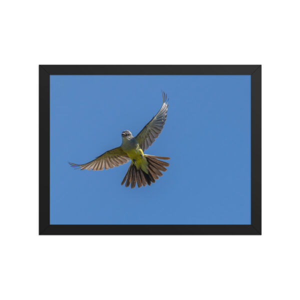 Western Kingbird Hovering Blue Sky! Framed poster - Image 6
